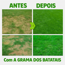 Sementes de Grama dos Batatais - PortalShopBrasil