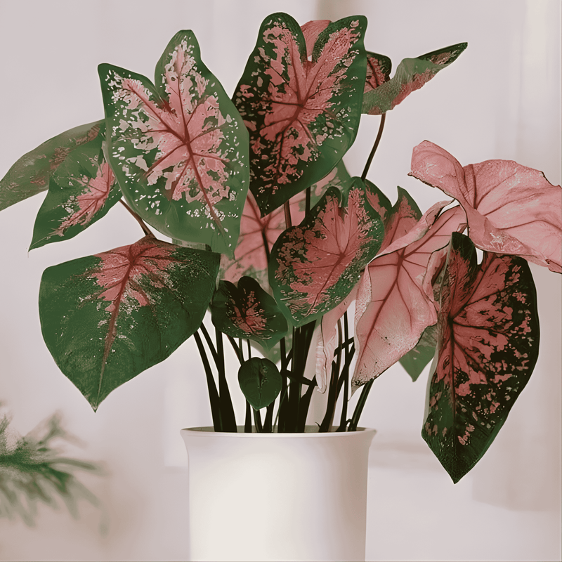 Tinhorão Caladium para Plantar – Premium Mix de Cores
