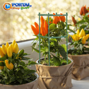 Gaiola de suporte de plantas para Crescimento Saudável