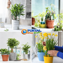 Gaiola de suporte de plantas para Crescimento Saudável