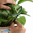 Gaiola de suporte de plantas para Crescimento Saudável
