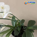 Suporte para Plantas GreenGrip™ - Qualit Premium