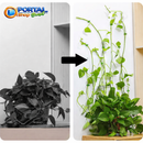 Clips de Folhas Adesivas Para Por Plantas na Parede - Portal Shop Brasil