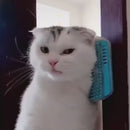 Escova com catnip para pet com pelo.